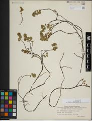 Foto von Salix herbacea L.